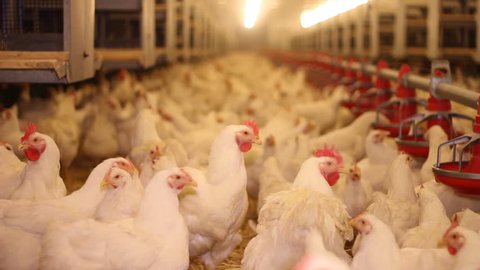 Chicken Farm, poultry production