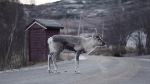 young deer with small antlers on the road looking in camera in slow motion : vidéo de stock