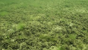 Bottom covered with layer of Mussels, Slow motion, Forward movement over seafloor - Powered by Shutterstock - Get 15% off with code: PIKWIZARD15