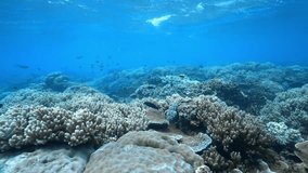 4k video of diver swimming near the coral of the great barrier reef in australia