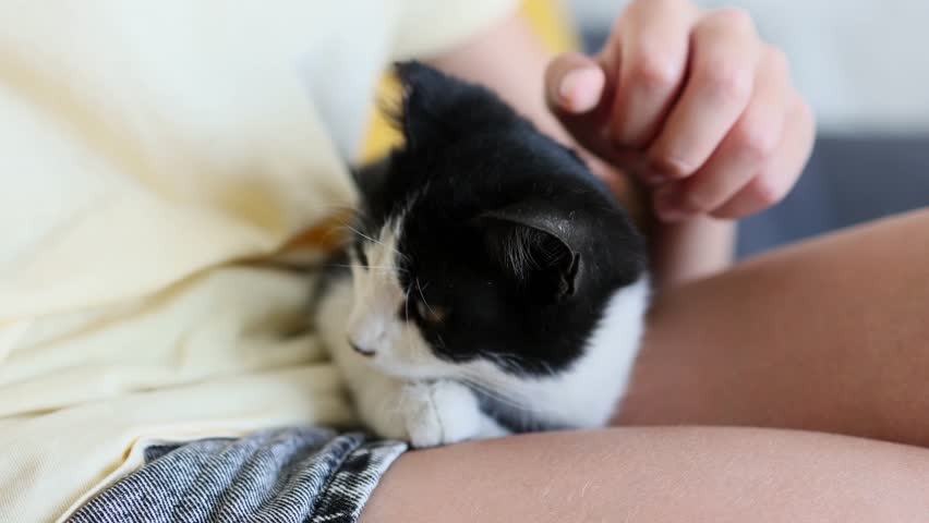 The black and white kitten, small and gentle, lay on the lap of its little mistress, immersed in a cozy and calm state
