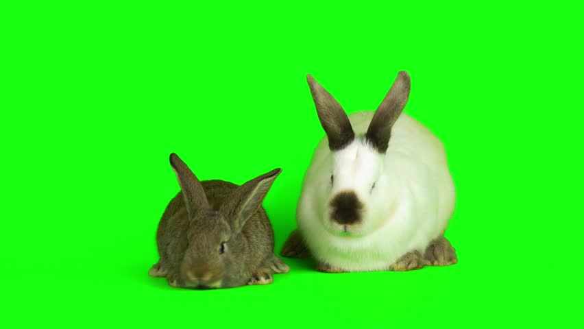 rabbit hare on a green background screen Royalty-Free Stock Footage #3403881785