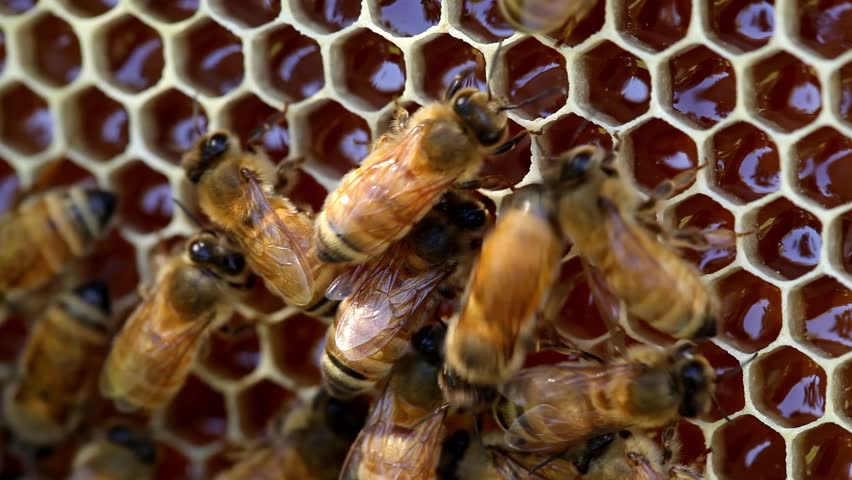 Bees Making Honey Close-up on comb