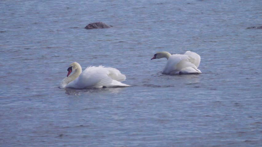 Territorial conflict (territorial behavior) of two Mute swans (Cygnus olor). Males swim along the border of territories in a posture of threat (threat display). Protection of the nest territory Royalty-Free Stock Footage #3403920819