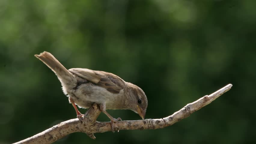 Female house sparrow perched on branch