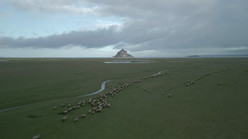 Aerial view of Le Mont Saint Michel with sheep