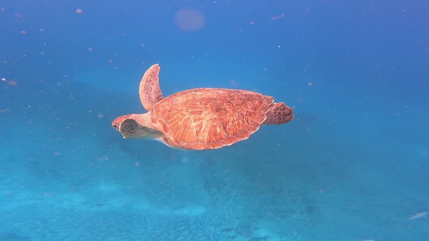 Beautiful Loggerhead Sea Turtle Swimming Undersea At Cabo Verde Islands, West Africa. 