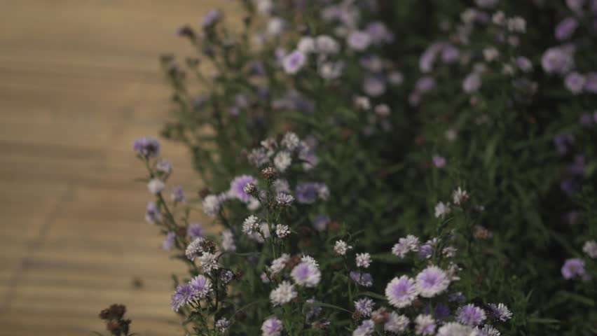 wooden walkway pathway in purple margaret flower garden field near pond lake