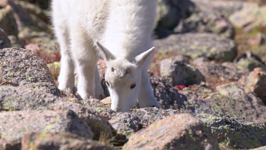 Baby mountain goat grazing between rocks, handheld