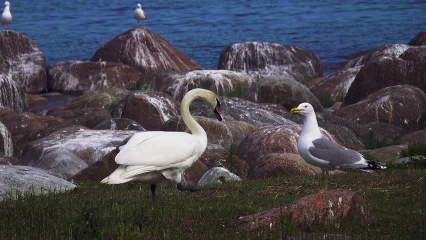 Two white birds on shore of Baltic Sea. Herring gull (Larus argentatus) and mute swan (Cygnus olor). Very different birds nest on boulder ludas side by side in colonies and do not harm each other