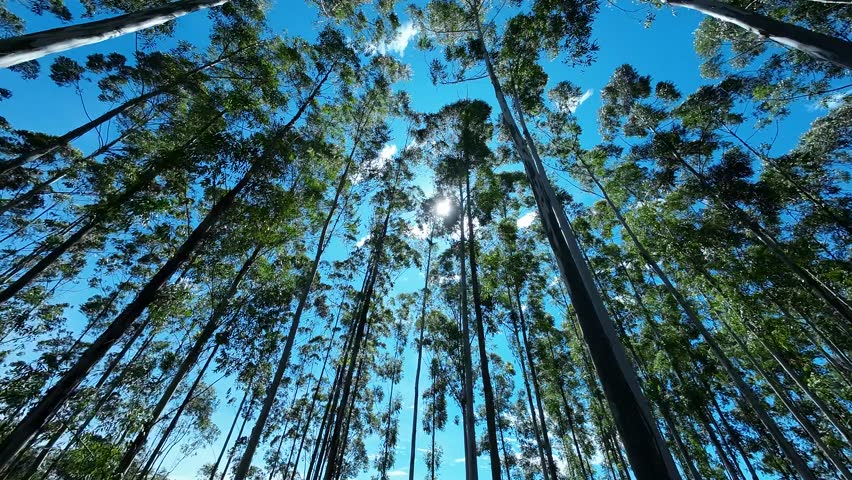 Eucalyptus Field At Mococa Sao Paulo Brazil. Natural Beauty Mococa Sao Paulo. Motion Outdoor Ranch Beautiful. Motion Forest Ranch Bosk Nature. Motion Beautiful Day Nature Landscape. Mococa Sao Paulo.