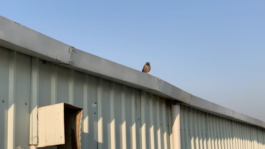Myna bird is sitting in the basking in the sun to warm itself.