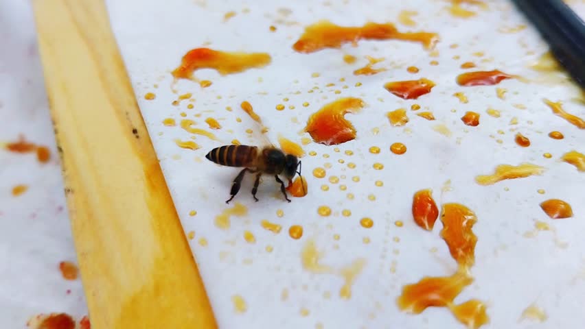 A bee sucking the leftover honey from a plate at a restaurant. 