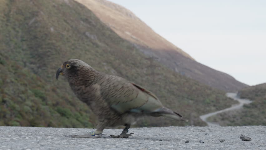 Kea Bird Walking On The Road In Arthur