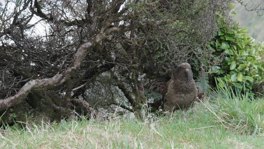 Kea Parrot In The Bush Near Arthur