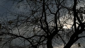 Bare dark tree branches in cold weather and cloudy sky. Overcast and dry black tree silhouette. - Powered by Shutterstock - Get 15% off with code: PIKWIZARD15