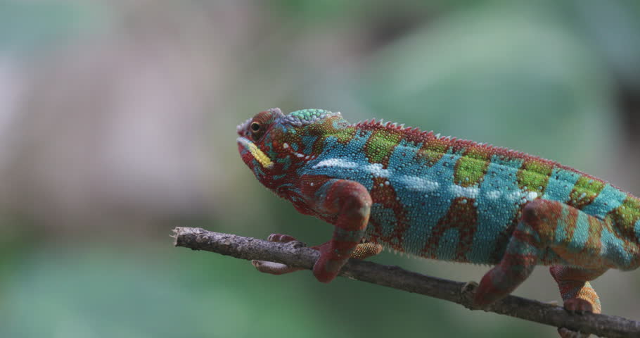 A captivating scene unfolds as the Madagascar Chameleon, Furcifer pardalis, graces a tiny branch, offering a glimpse of its enchanting color variations Royalty-Free Stock Footage #3404087735