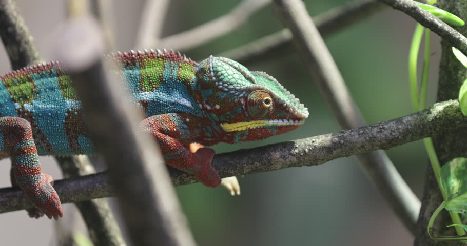 Witness the mesmerizing hues of Furcifer pardalis, the Panther Chameleon from Madagascar, perched delicately on a small branch Royalty-Free Stock Footage #3404089451