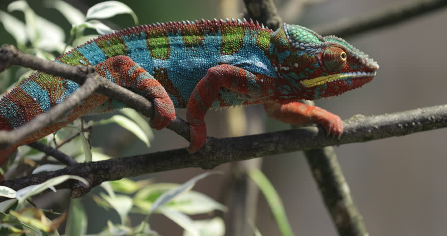Furcifer pardalis, the Madagascar Panther Chameleon, elegantly poised on a twig, showcasing its breathtaking color diversity Royalty-Free Stock Footage #3404090941