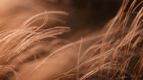 Feather grass - Lat. Stipa, in the spring steppe. Soft dreamy white grass feather swaying in wind with warm summer sun light, summer background. Slow motion 120fps video