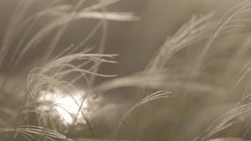 Feather grass - Lat. Stipa, in the spring steppe. Soft dreamy white grass feather swaying in wind with warm summer sun light, summer background. Slow motion 120fps, 10bit, ungraded C-LOG video.