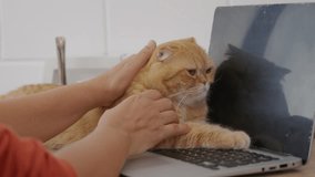 In the morning, a woman and her elderly cat share a moment of togetherness at the desk, as she works on her laptop. Their bond is a heartwarming example of owner-pet companionship. pet love - Powered by Shutterstock - Get 15% off with code: PIKWIZARD15