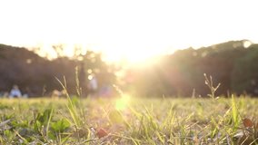 SHIBUYA, TOKYO, JAPAN : View of public park in sunset. Sunshine, grass and trees. Nature, ecology and relaxing holiday concept video. Slow motion shot.