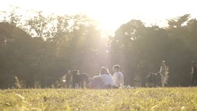 SHIBUYA, TOKYO, JAPAN : View of public park in sunset. Sunshine, grass and trees. Nature, ecology and relaxing holiday concept video. Slow motion shot.