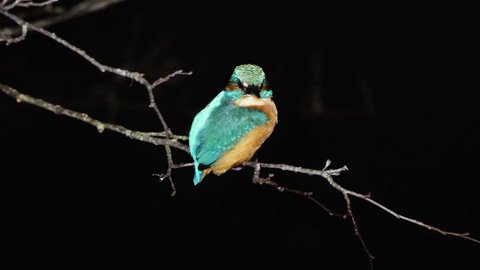 Kingfisher (Alcedo atthis) perched at night. Common kingfisher in the family Alcedinidae at rest on tree on river bank, in profile