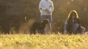 TOKYO, JAPAN : View of public park in sunset. Sunshine, grass and trees. Nature, ecology and relaxing holiday concept video.