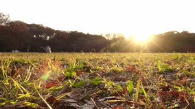 TOKYO, JAPAN : View of public park in sunset. Sunshine, grass and trees. Nature, ecology and relaxing holiday concept video.