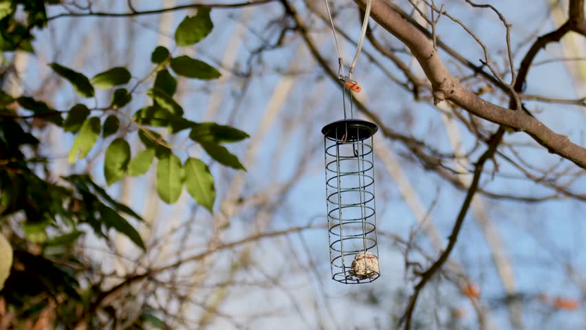 Eastern gray squirrel (Sciurus carolinensis) eating on bird feeder. Rodent in the family Sciuridae feeding on fat ball
