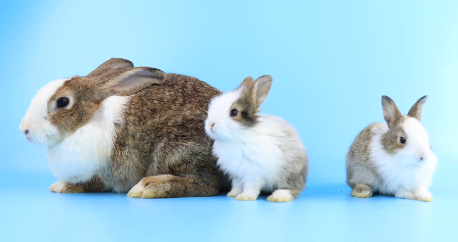 Adorable mother with two baby rabbits playing together on blue background. Pet animal family concept. Easter bunny family rabbits. Royalty-Free Stock Footage #3404249463