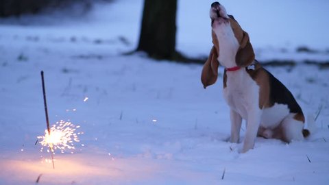 Beagle dog beware of burning sparkler stick, sit against on snow, turn head to firework and begin to bark and wail. Young doggy disappointed and scary of flashing fire, unknown item for pet