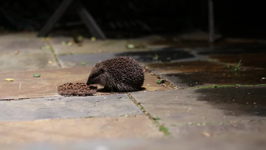 Hedgehog, side view, feeding on patio under house light in back garden.