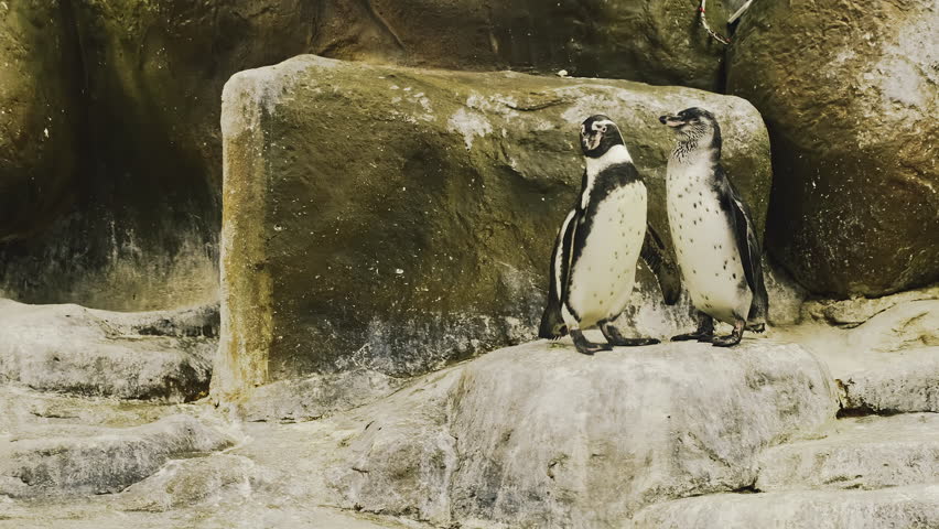 Two adorable Humboldt Penguins standing on rocks by the water at Veermata Jijabai Bhosale Botanical Udyan and Zoo in Byculla Mumbai, India.