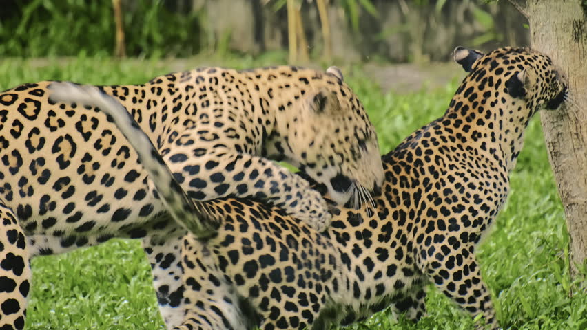 Two young leopards were playing together, with one biting the other on the head while rolling around in the grass at Veermata Jijabai Bhosale Botanical Udyan and Zoo in Byculla Mumbai, India.