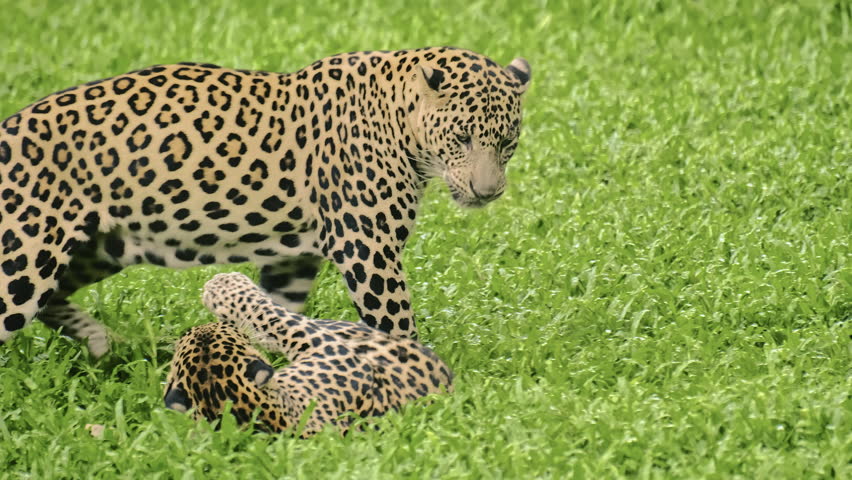 Two young leopards were playing together, with one biting the other on the head while rolling around in the grass at Veermata Jijabai Bhosale Botanical Udyan and Zoo in Byculla Mumbai, India.