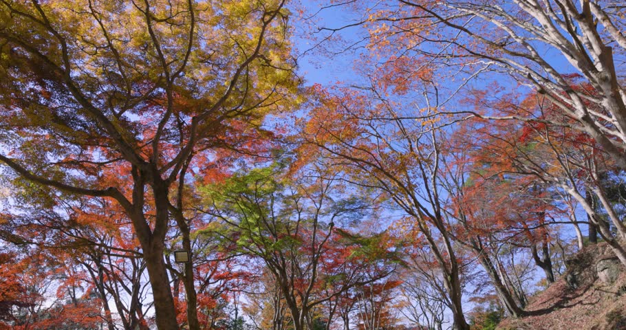 Red leaves at Kasagiyama momiji park in Kyoto in autumn wide shot tilt down