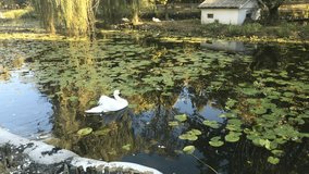 White Cyngus birds on water 4K 2160p 30fps UltraHD footage - Beautiful swans in the pond 4K 3840X2160 UHD video