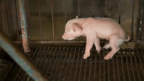 A week-old piglet cute newborn on the pig farm with other piglets, Close-up.4k video