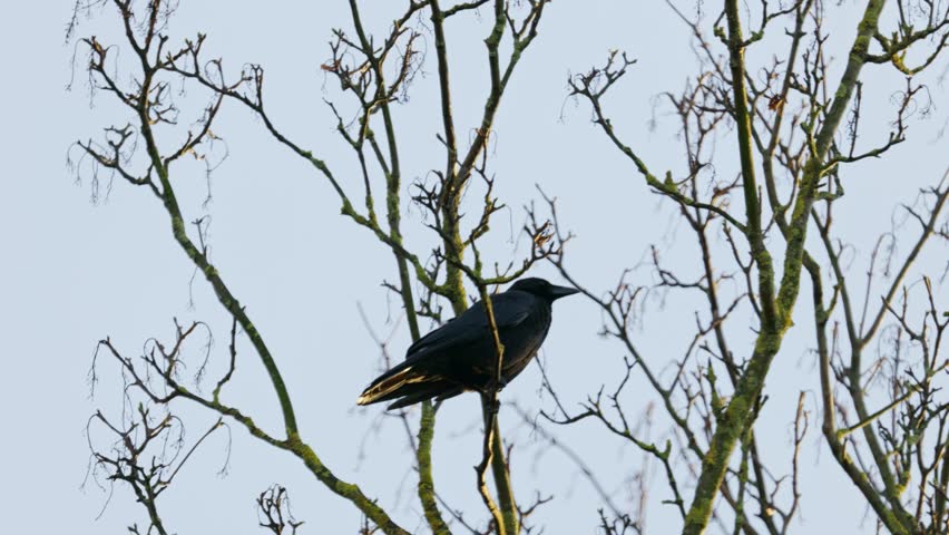 Black bird sitting in a tree and calling for her mate
