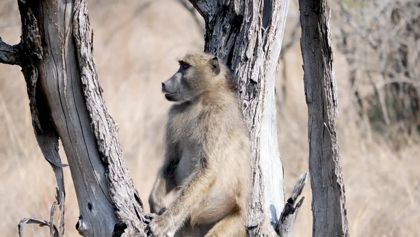 Baboon in a tree jumps up a branch, slow motion
