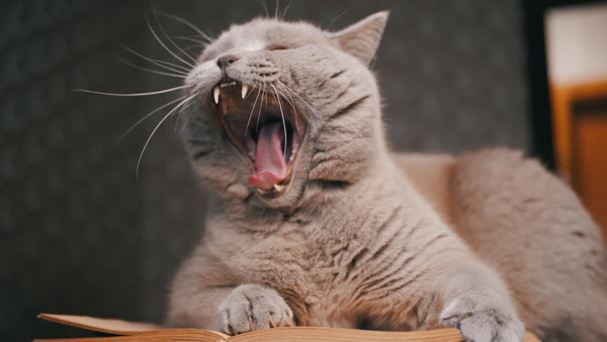 Yawning Gray Domestic Cat Lies on Table on Open Book in Room. Blurred Background. Open mouth. Interior. Portrait of cute resting purebred Scottish cat. Education concept, lifestyles. Reading. Evening. Royalty-Free Stock Footage #3404581717