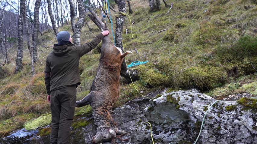 Hunter begins to field process dead dear hanging from tree on steep hillside