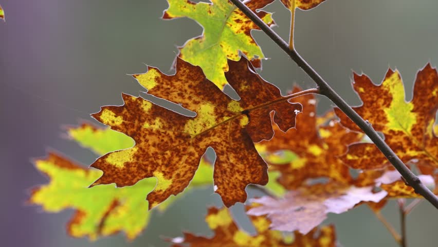 The leaves showcase a prominent venation pattern, with several parallel veins running along the length of the leaf. These veins branch out from the central midrib, creating an intricate network that e Royalty-Free Stock Footage #3404609499