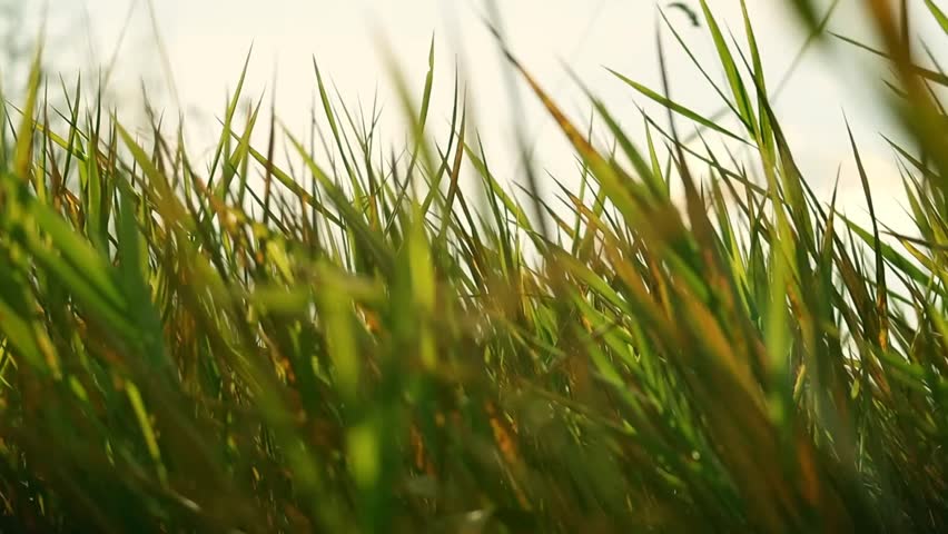 Rice fields embody more than just sustenance; they represent the cultural heritage and traditions of communities that have cultivated these lands for generations. Festivals and rituals are intertwined Royalty-Free Stock Footage #3404610501