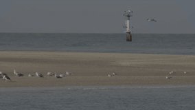 Seagulls in shoreline. Seagulls in flight. Super Slow motion 4K