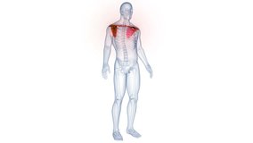 Human Skeleton System Pectoral (Shoulder) Girdle Bone Joints Anatomy Animation Concept. 3D