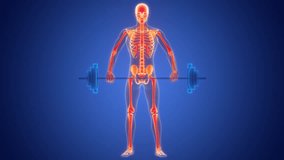 Human Skeleton System Lifting Barbell Anatomy Animation Concept. 3D